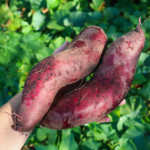 The #1 Mistake That Causes Sweet Potatoes to Grow Leaves But No Tubers