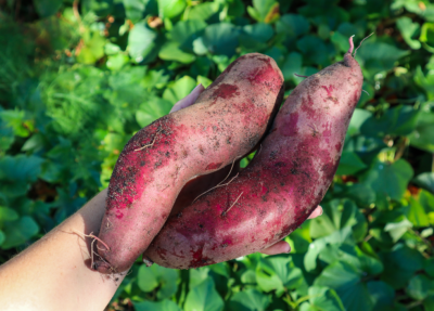 The #1 Mistake That Causes Sweet Potatoes to Grow Leaves But No Tubers