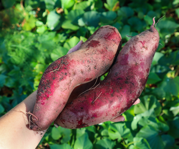 The #1 Mistake That Causes Sweet Potatoes to Grow Leaves But No Tubers