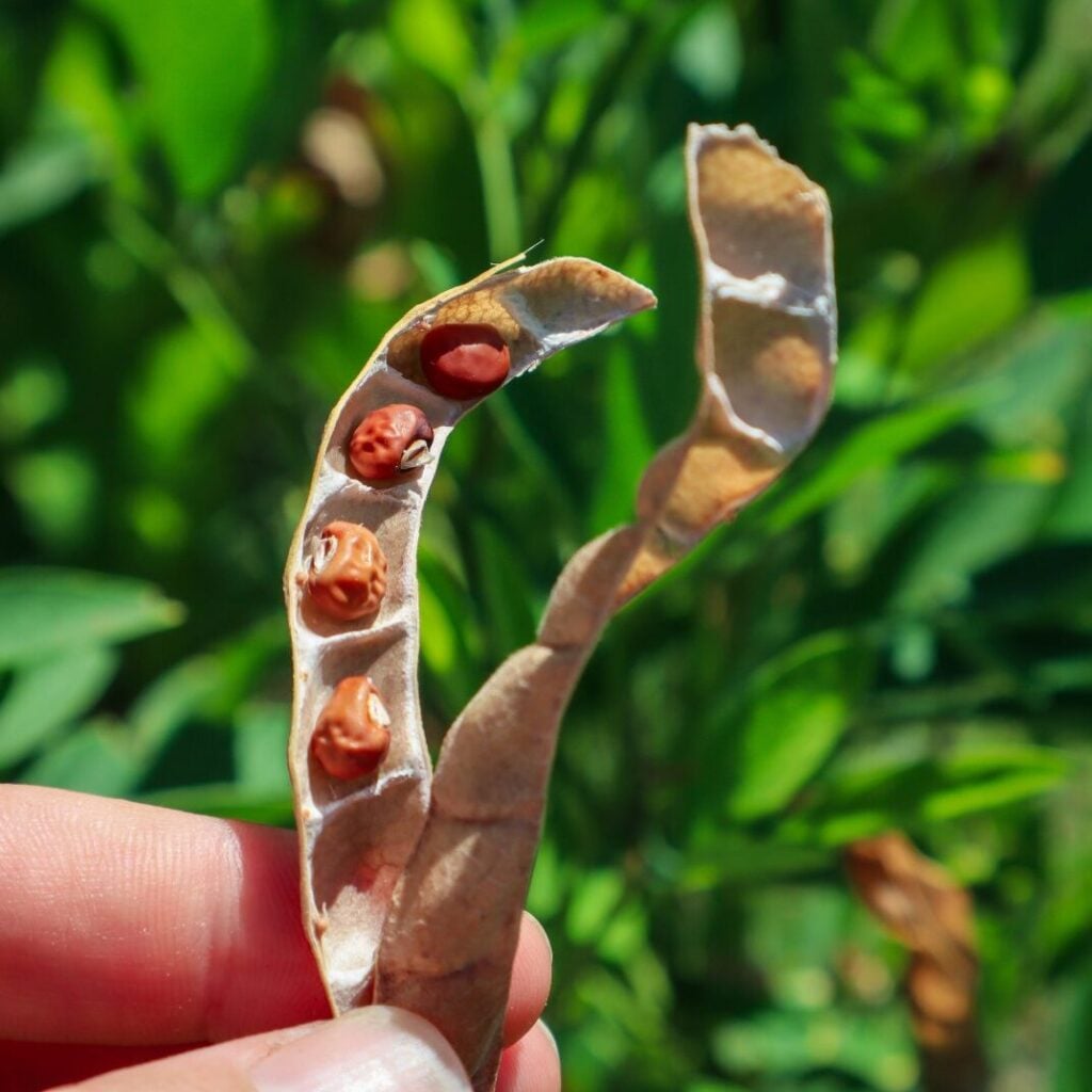 dried pigeon pea pod
