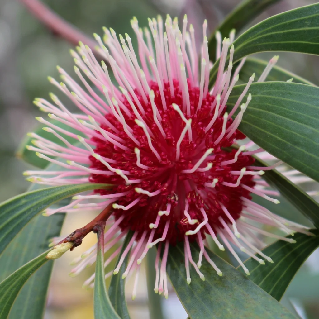 hakea
