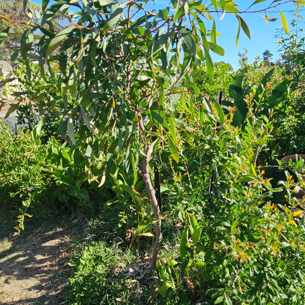 hakea plant